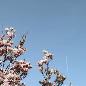 Lush Life（降调版）