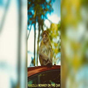 MONKEY ON THE CAR
