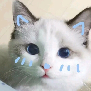 你和我和猫