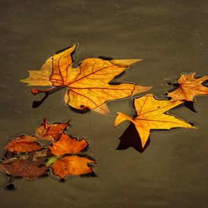 披星戴月的想你