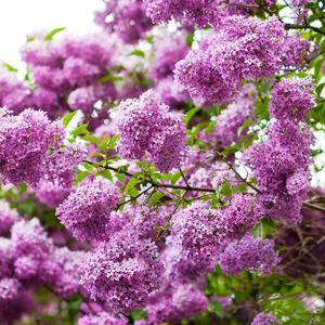 丁香花(口琴版)