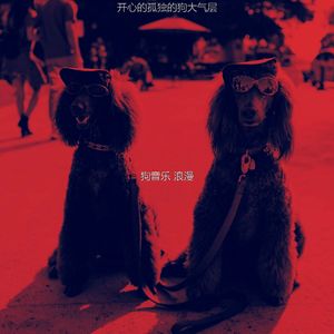 精彩训练犬环境