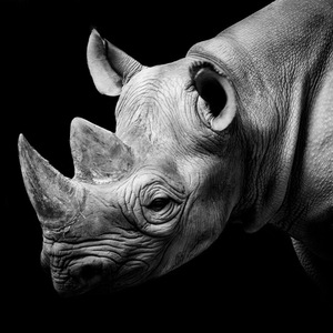 恋爱的犀牛（Cover 黄雨篱）