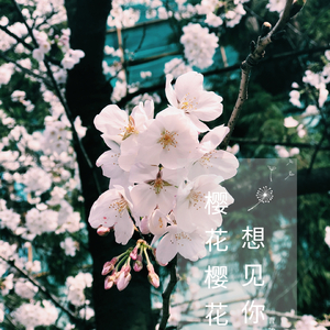 樱花樱花想见你（中文版）（Cover 高野健一）