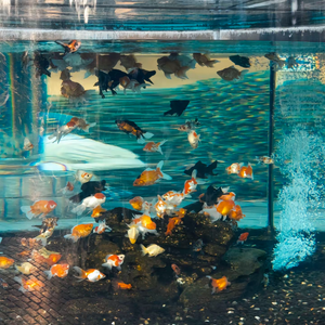 这条小鱼在乎 Cover：王OK