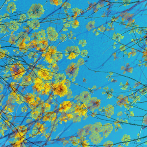 三月、春雨、一树黄花（March Showers,Golden Bloom）