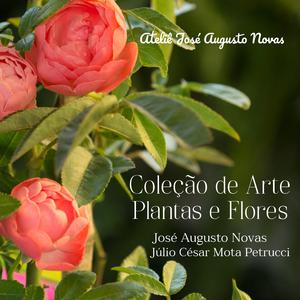 As alegres pétalas que abrem a noite