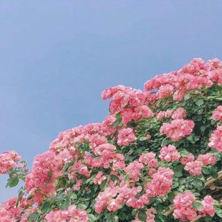 《浪漫氛围花系制造屋》