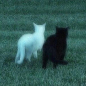 Leave Me Along (寂寞作伴)