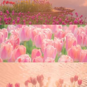 安妮-上海-The way I stiil love you（Shirley安蔓 remix）