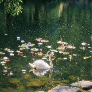 白天鹅爱上灰乌鸦