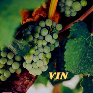 Vin