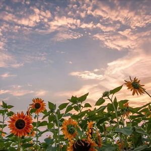 Dessert ( Acoustic )