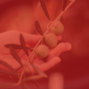 一尘不染星期日印象数