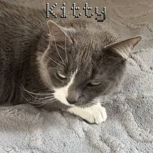 Kitty