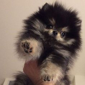 Sợi dây chuyền định mệnh