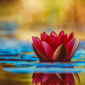 Loving Kindness 慈悲の瞑想、仏教の教え