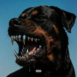 rottweilers