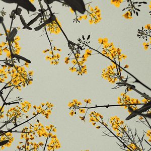 （Not Free gunna type）玄山