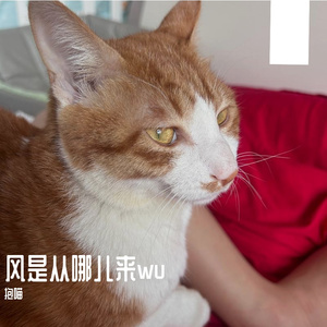 我们打着光脚在风车下跑，手上的狗尾巴草摇啊摇