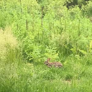 theremin bzzzzzzzzzz