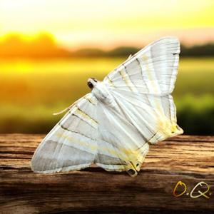 Mariposas Blancas OQ