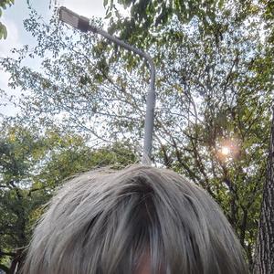 阳夏梳