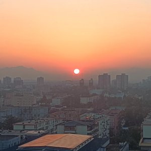 松树林里错过的爱