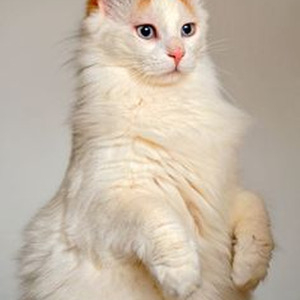 Don't You Trust Me (sped up)