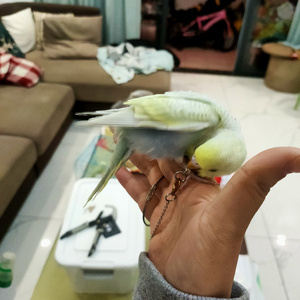 《我的鸟会说话》