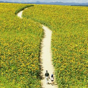 萧敬腾-海芋恋1_(new)（咩咩 remix）