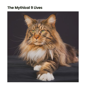 Your Kitten's Hobby to Listen