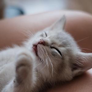 破茧（翻自 银临）