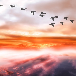 鸿雁（Cover 呼斯楞）