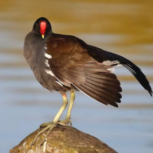Suara burung ruak