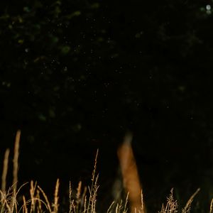 萤火之森（Vocal Ver.）