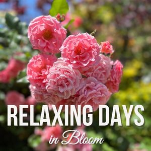 Morning Bloom