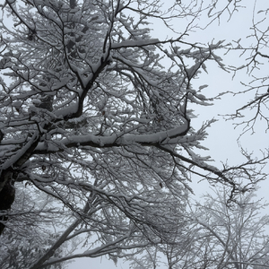 如果有一天有人读懂我