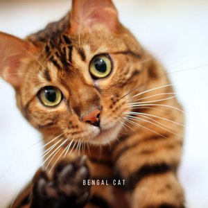 Bengal Cat