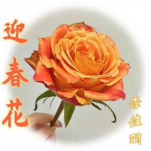 迎春花 (DJ细文版)