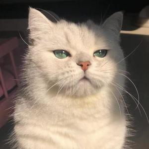 그리움 (Starlight)《女神降临》- 찬희 (澯熙)