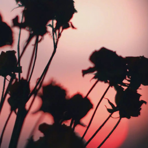 Love Theme From Tiga