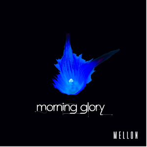 Morning Glory