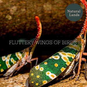 Halcyon Coniferous Forest Evening