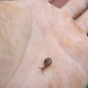 停止嘲笑重制版2023