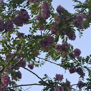 The Charm of the Forest