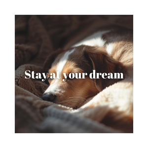 Stay at your dream
