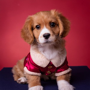 Hip Suave Nocturno Para Los Perros