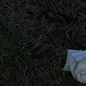 你应该像我一样随时随地悲伤