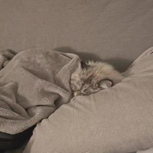 平淡日子里的刺